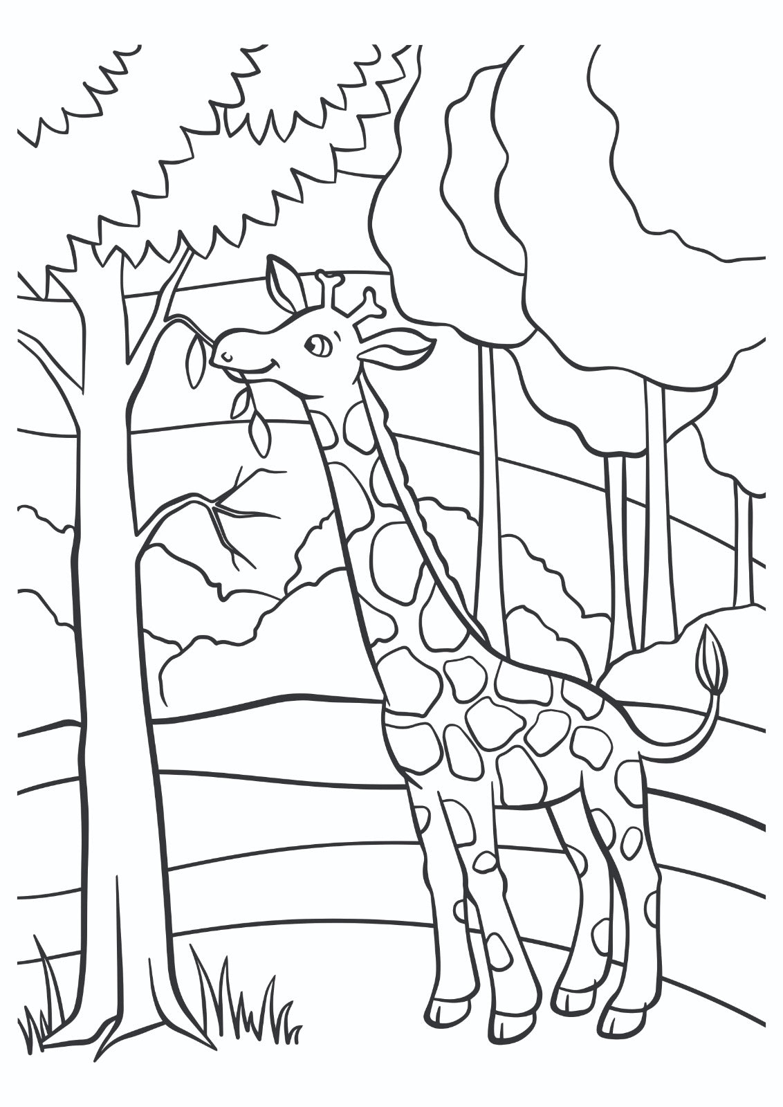 Friendly Giraffe Feeding Scene