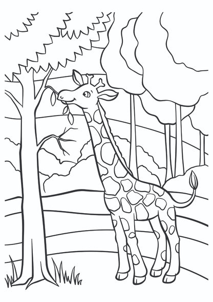Friendly Giraffe Feeding Scene